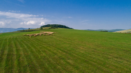 Fototapeta na wymiar Aerial view of a beautiful clean green meadow with a sheep flock, and blue sky in then background. 