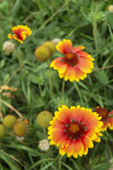 Solar flower Helianthus grows in garden