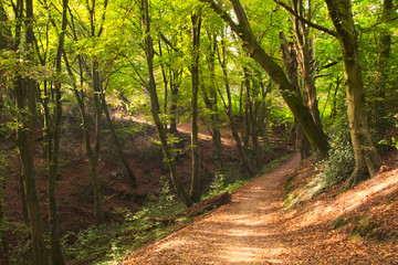 Obraz premium Waldweg