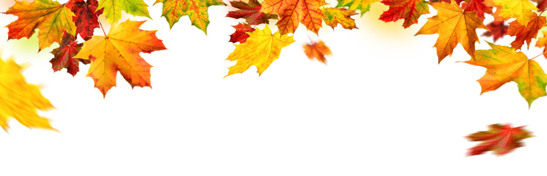 Herbst Rahmen mit bunten Ahornbl&auml;ttern auf wei&szlig;, Panorama Format