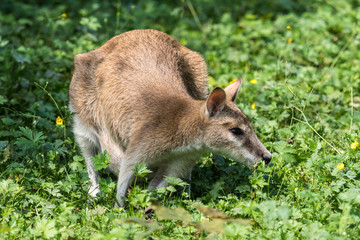 Fototapeta premium Flinkwallaby - Macropus agilis