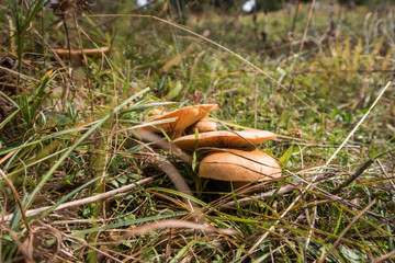 Brown mushrooms in the Swiss Alps