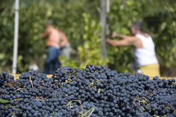 Vendemmia, Settembre, Italia