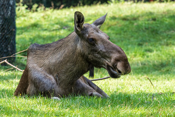 Europäischer Elch - Alces alces