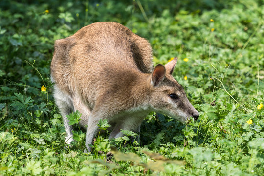 Flinkwallaby - Macropus agilis