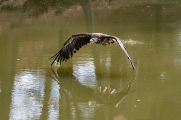 White-tailed Eagle, Haliaeetus albicilla, flying above the water, bird of prey with forest in background, animal in the nature habitat, wildlife from Sweden. Eagle in flight above the dark lake