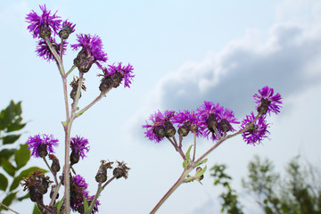 Bright Purple Spotted Knapweed Blossoms Against Soft Grey Cloudy Summer Sky