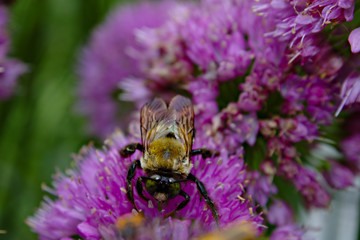 Fuzzy Yellow and Black Bumblebee with Bright Shiny Eyes Visiting Purple Ornamental Onion Allium...