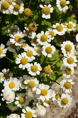 Chrysanthemum parthenium or featherfew or pyrethrum parthenium many white flowers