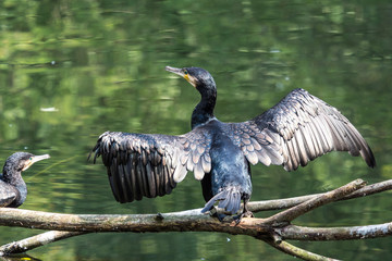 Kormoran - Phalacrocorax carbo