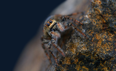 Jumping spider Salticidae