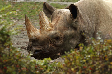 The detail of head black rhinoceros or hook-lipped rhinoceros (Diceros bicornis) with big horns
