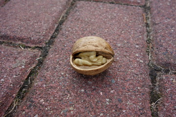 Ripe walnut cracked open, closeup