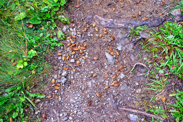 hiking trail in tatra mountains in Slovakia