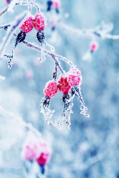 Beautiful Juicy Red Rosehip Berries Hanging In The Winter Garden Covered With White Fluffy Snowflakes