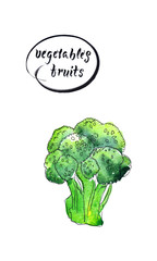 Green fresh and raw broccoli - hand drawn watercolor illustration