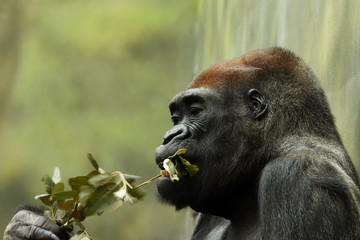 The western lowland gorilla (Gorilla gorilla gorilla) is eating leaves with green background,...