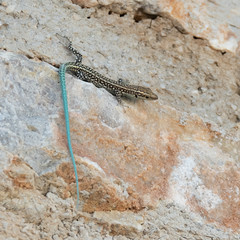 lizard