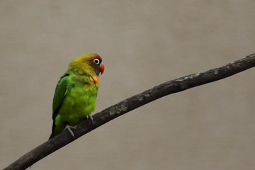 Rare black cheeked lovebird (Agapornis nigrigenis) is sitting on the branch with brown background