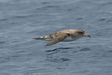 The Cory's shearwater (Calonectris diomedea borealis) is flying above see level © Karlos Lomsky