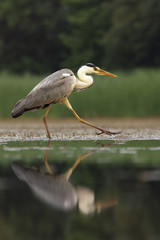 The grey heron (Ardea cinerea) is walking in the shallow water of pond and looking for some fish with reflection and green background
