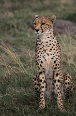 Cheetah Staring
