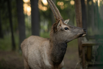 Профиль лось молодой