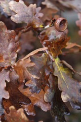 Autumn foliage 