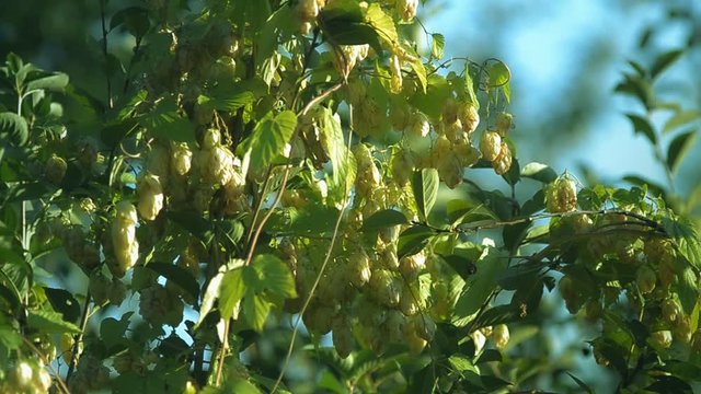 flowery hops in the garden plant ingredient for beer