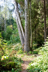 hiking trail in the woods