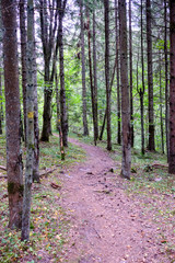 Obraz premium hiking trail in the woods