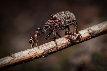 Snout beetle vs. Ants
