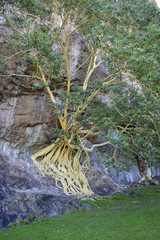 Árbol con raíces sobre piedra