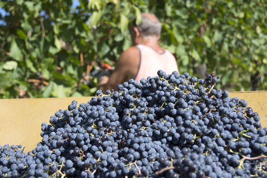 Vendemmia, Settembre, Italia