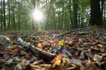 Autumn forest and sun between trees