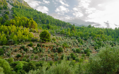 Naklejka premium Olive grove on terraces near the mountain