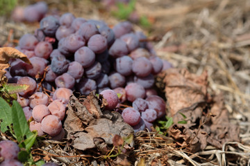 Ausschnitt Fallobst Weintrauben Spätburgunder