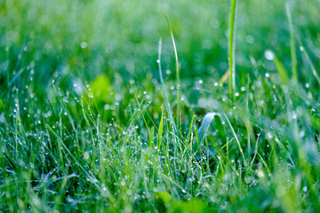morning dew drops in gren grass meadow in autumn