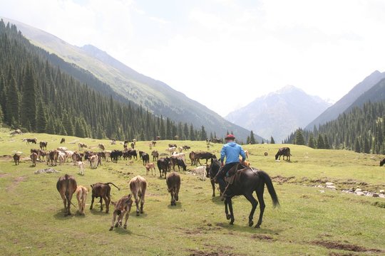 berger kirghize 