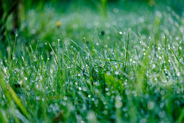 morning dew drops in gren grass meadow in autumn