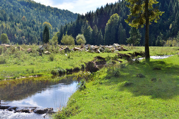 Green meadow, mountain river and spruce on mountain background