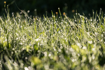 morning dew drops in gren grass meadow in autumn