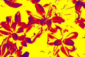  Colorful flower background     