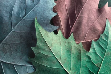 Fotobehang Macro foto van plataan bladeren, achtergrond © Allusioni