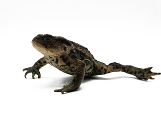 Frosch freigestellt auf weißem Hintergrund