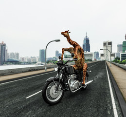 Naklejka premium Żyrafa jeździ motocyklem po kraju