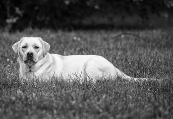Young labrador dog in the garden