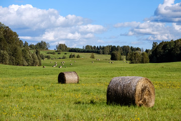 rolls of hay laying in distant field