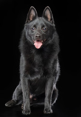 Schipperke dog on Isolated Black Background in studio