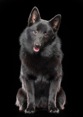 Schipperke dog on Isolated Black Background in studio